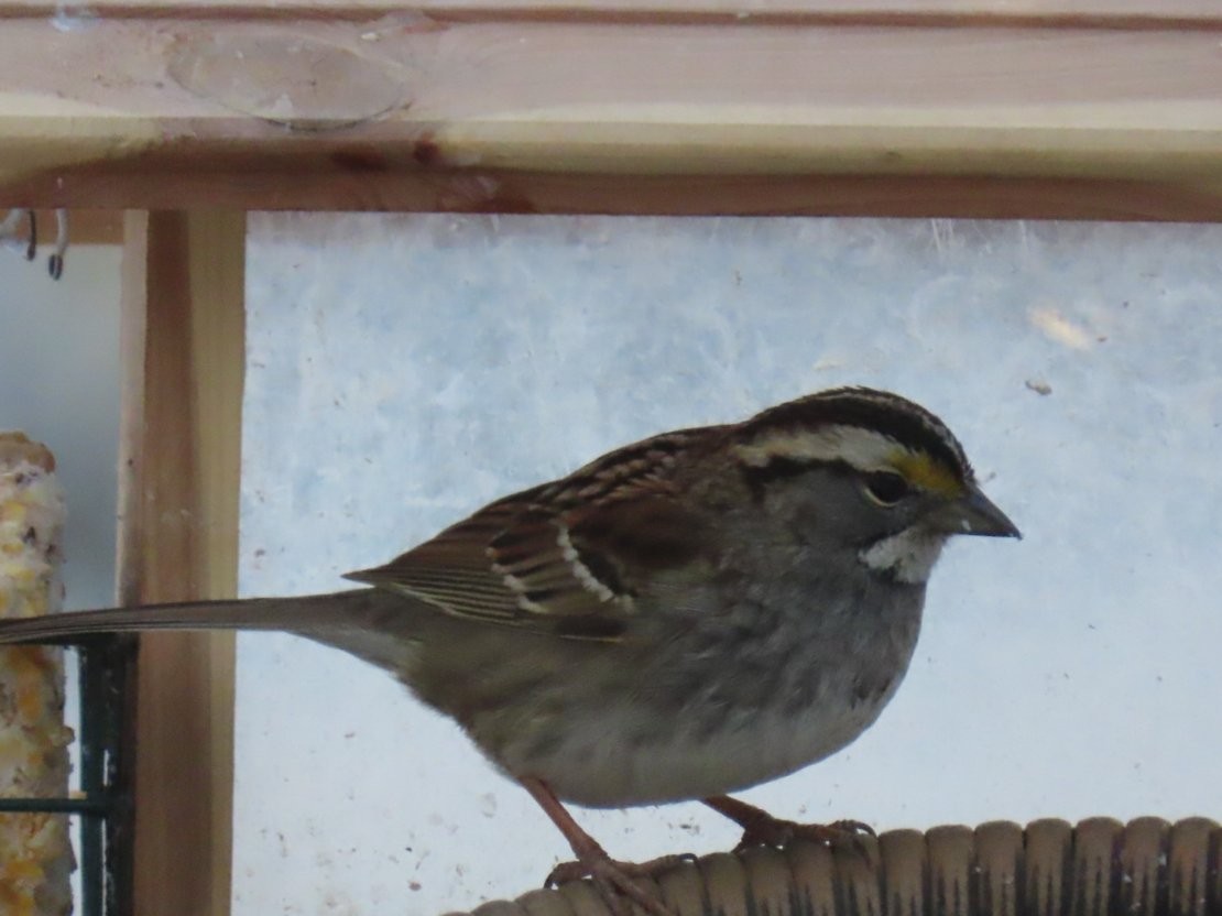 White-throated Sparrow - ML307181891