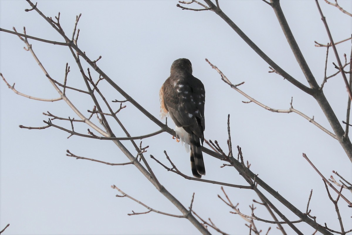 Sharp-shinned Hawk - ML307182201