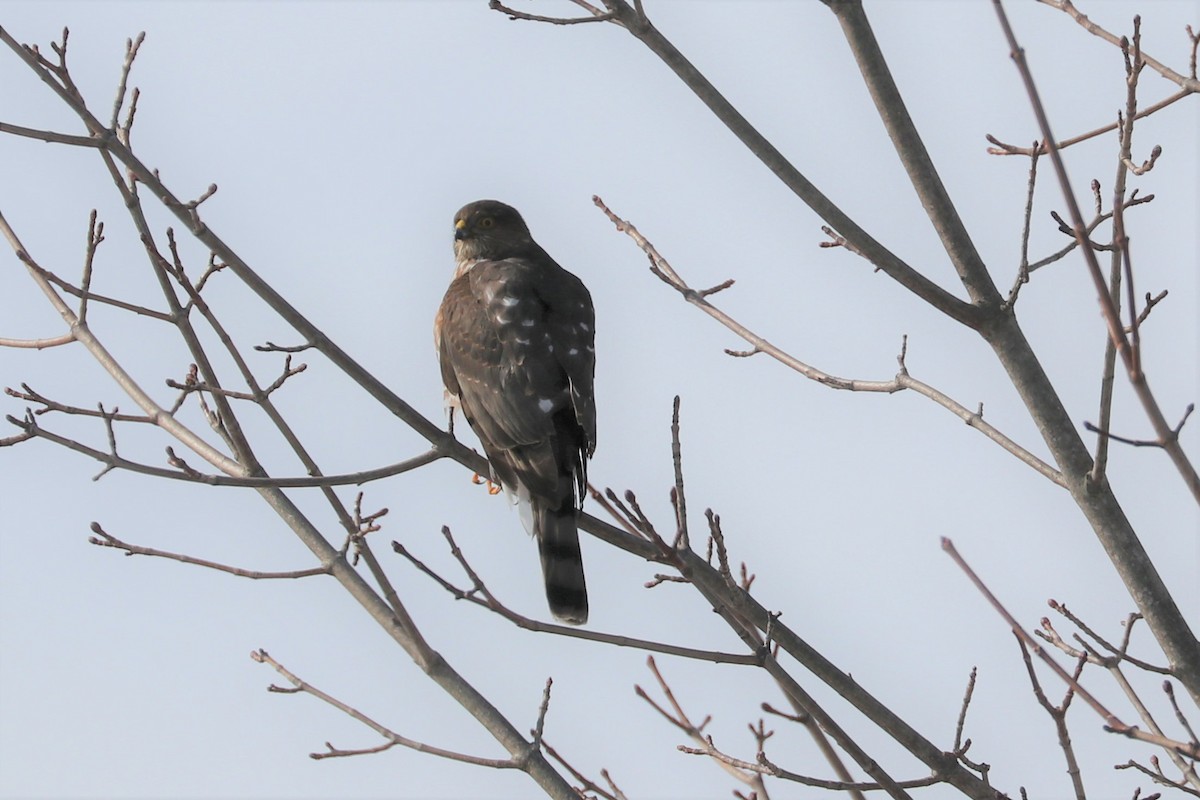 Sharp-shinned Hawk - ML307182211