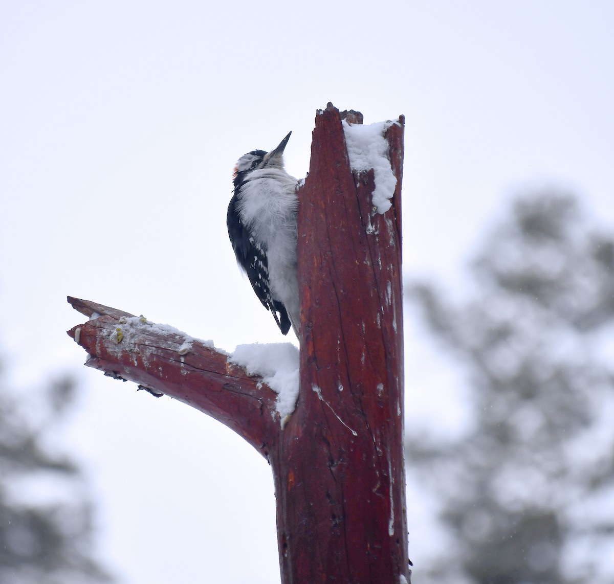 Hairy Woodpecker - ML307184471