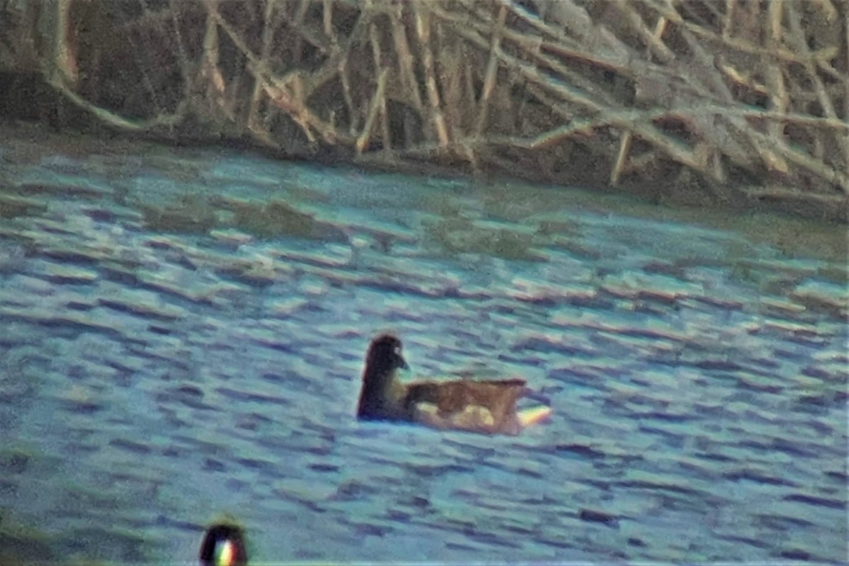 Gallinule d'Amérique - ML307185871