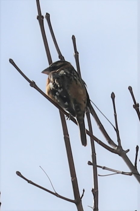 Black-headed Grosbeak - ML307186121