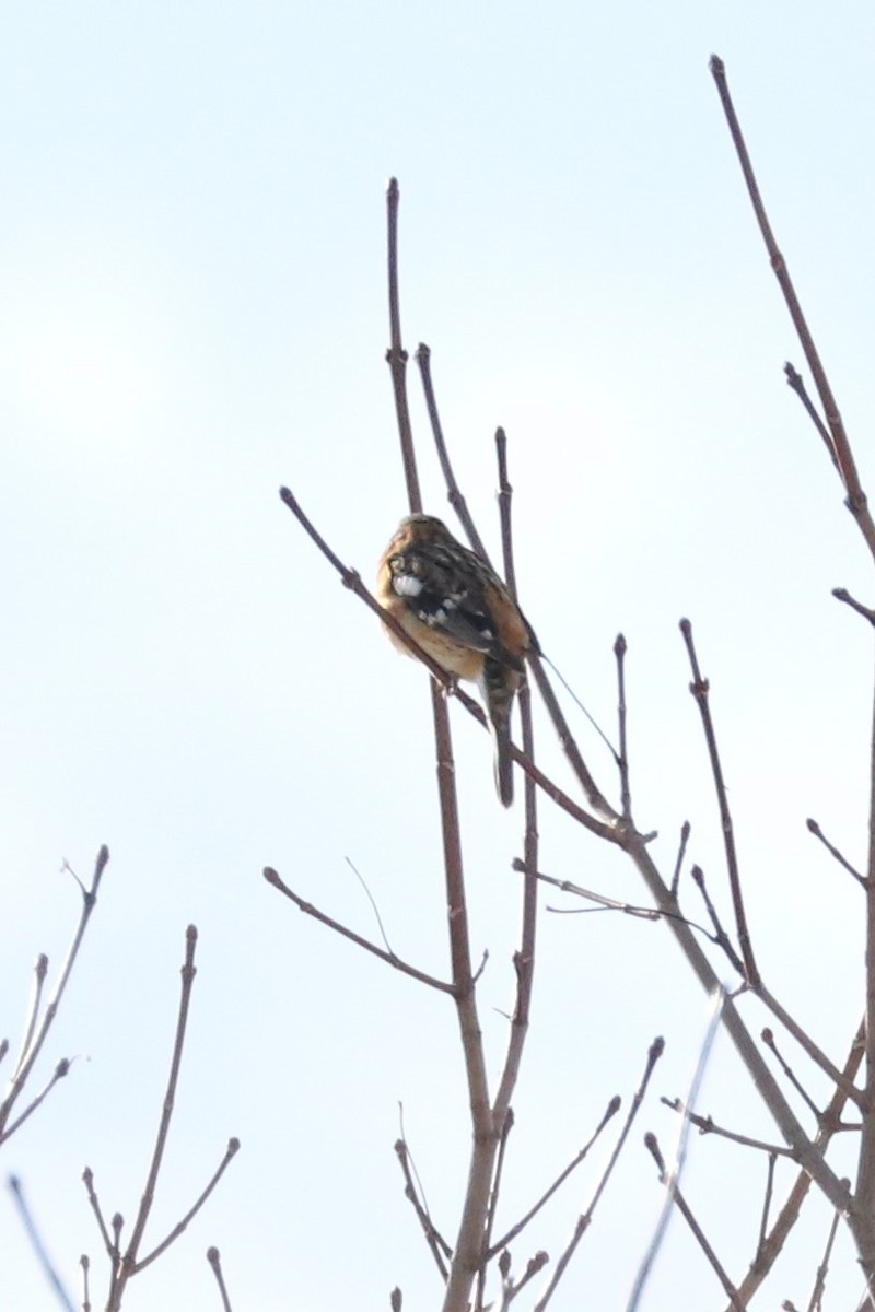 Black-headed Grosbeak - ML307186151