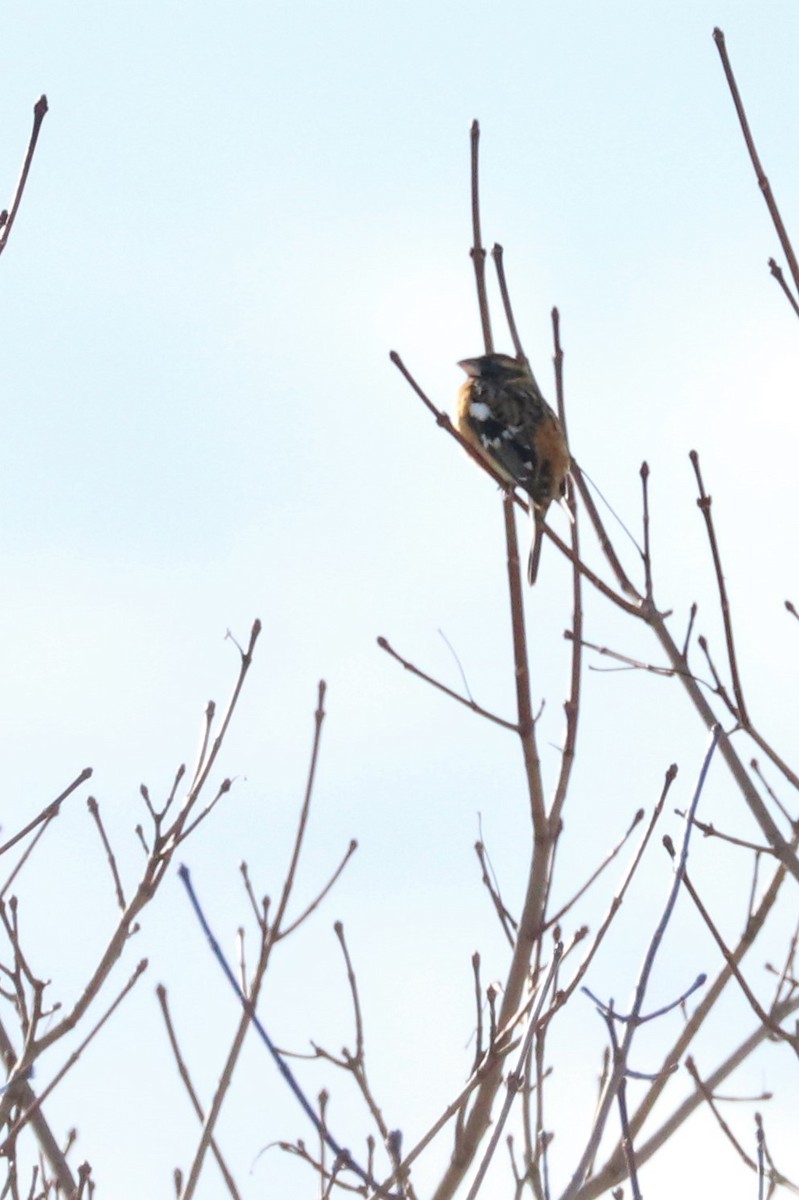 Black-headed Grosbeak - ML307186321