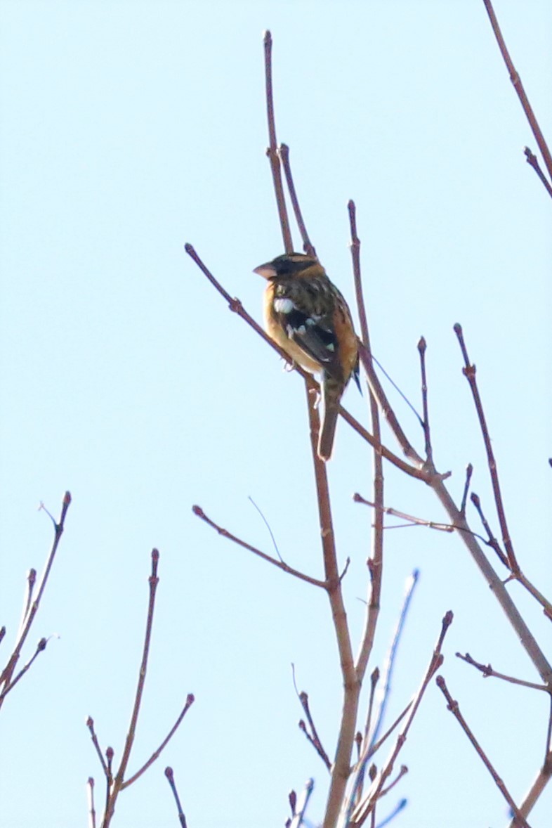 Black-headed Grosbeak - ML307186471