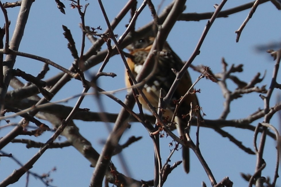 Black-headed Grosbeak - ML307186571