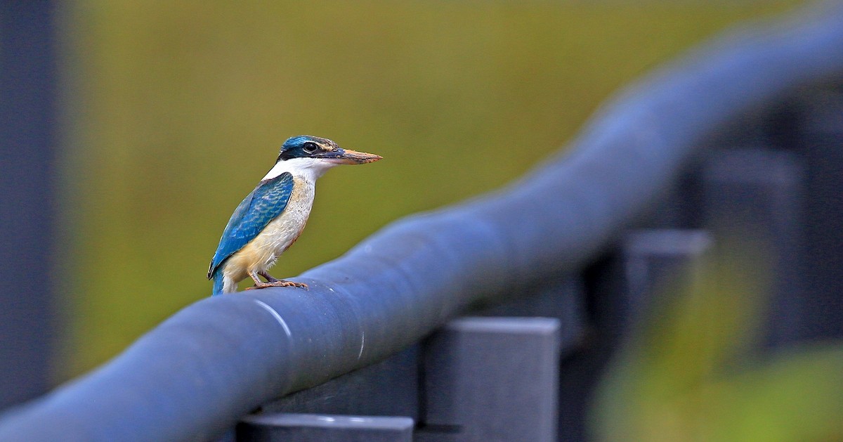 Sacred Kingfisher - ML307188601