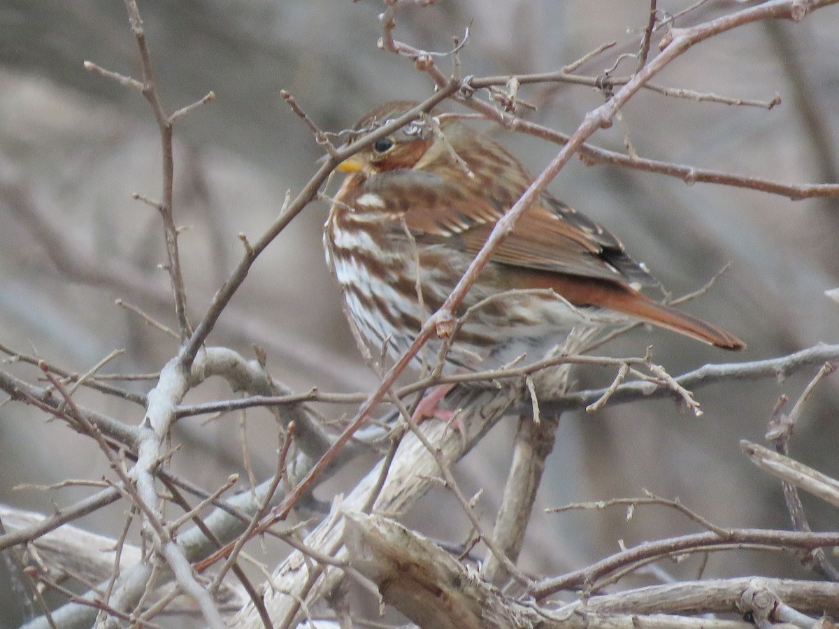 Fox Sparrow - ML307188911