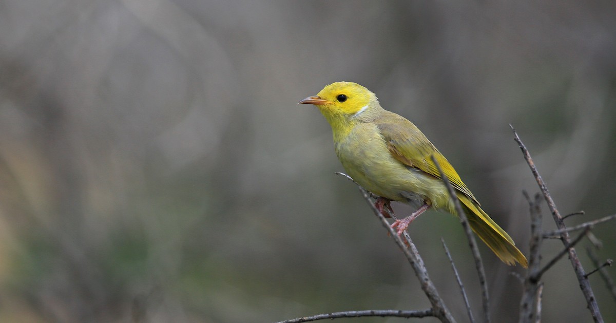 White-plumed Honeyeater - ML307189121