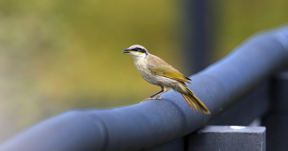 Singing Honeyeater - ML307191111