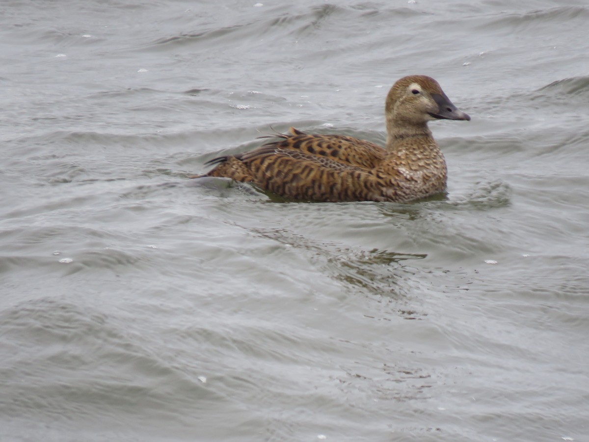 King Eider - ML307191371