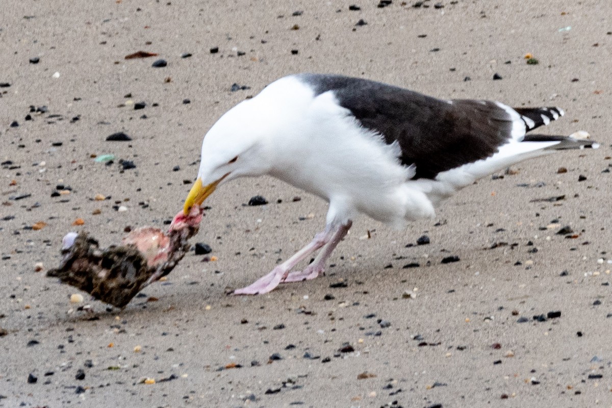 Great Black-backed Gull - Megan Taggart