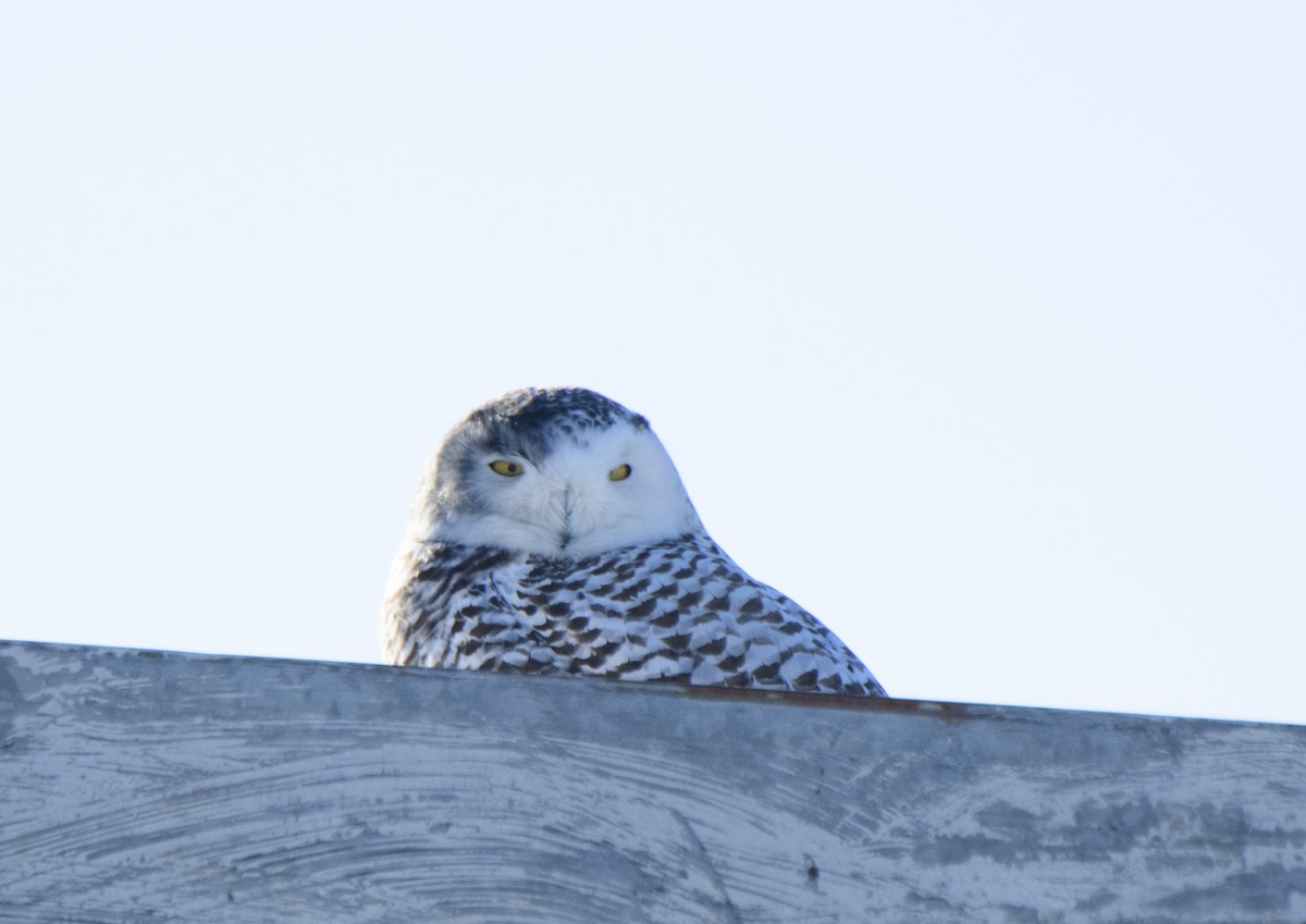 Snowy Owl - ML307193331