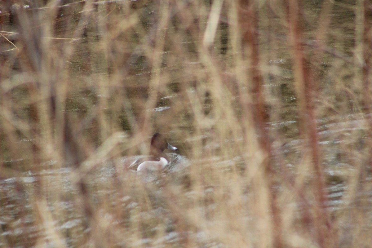 Ring-necked Duck - ML307197091