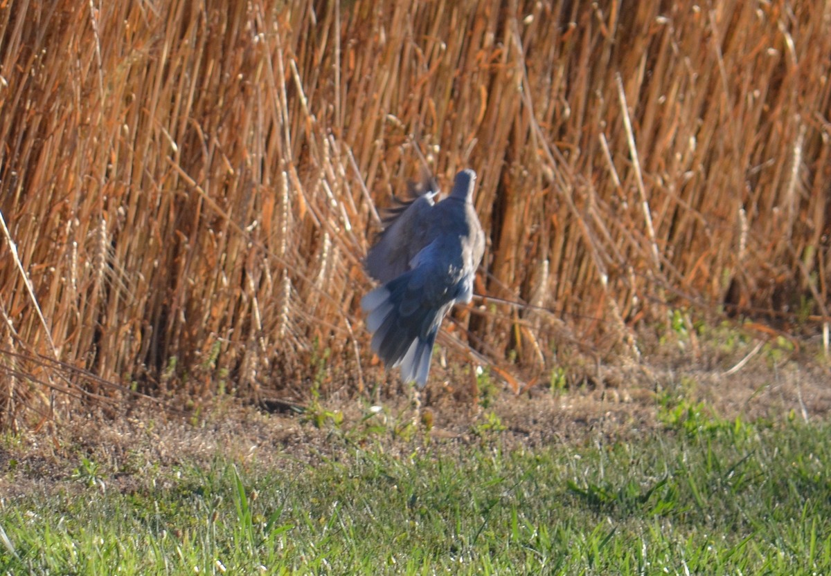 Eurasian Collared-Dove - ML30719811