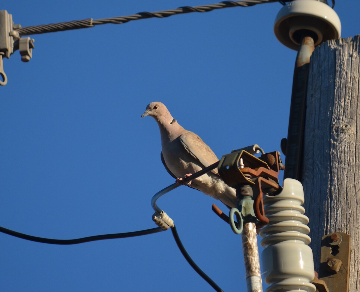 Eurasian Collared-Dove - ML30719821