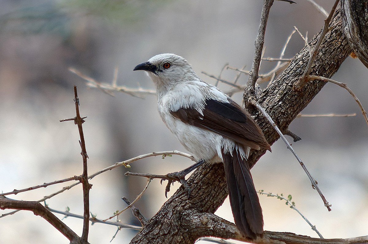 Southern Pied-Babbler - ML307198911