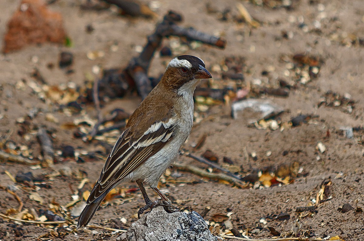 White-browed Sparrow-Weaver - John Watson
