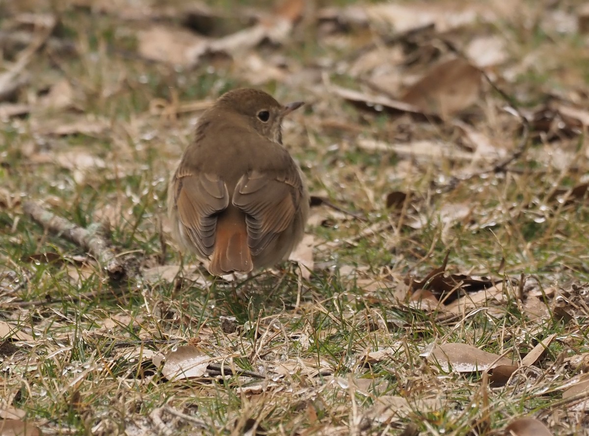 Hermit Thrush - ML307199971