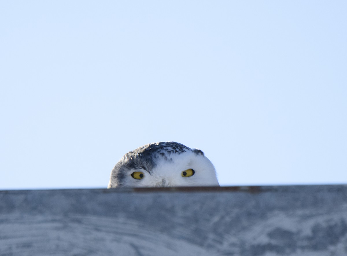 Snowy Owl - ML307200501