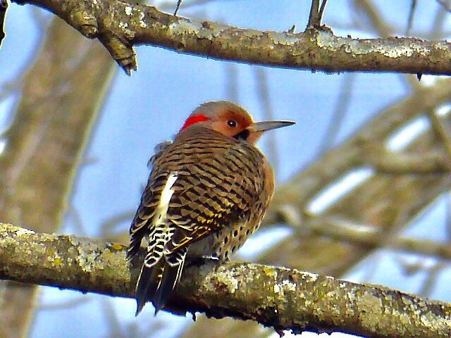Northern Flicker - Janet McClary