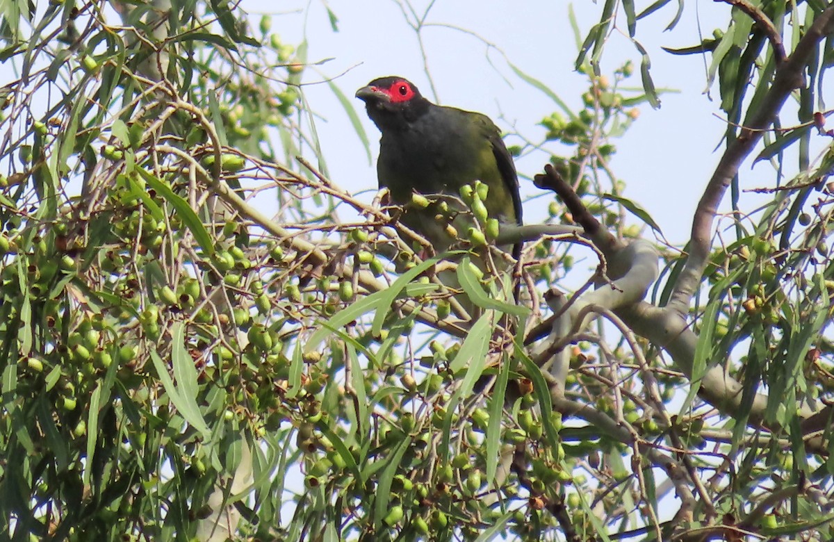 Australasian Figbird - ML307202461