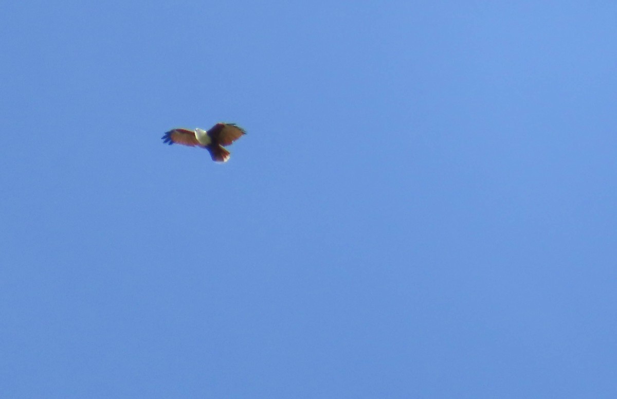 Brahminy Kite - ML307203551