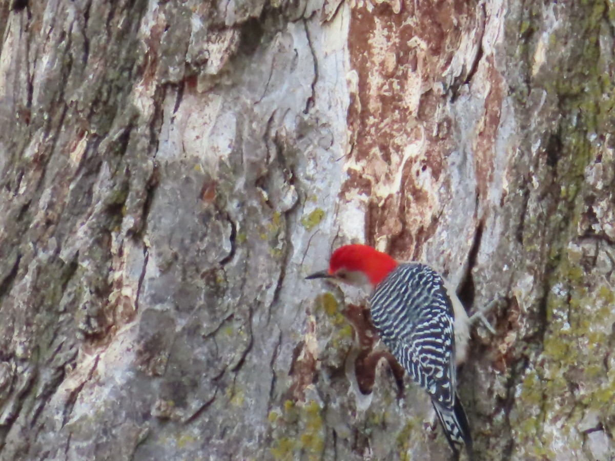 Red-bellied Woodpecker - ML307203641