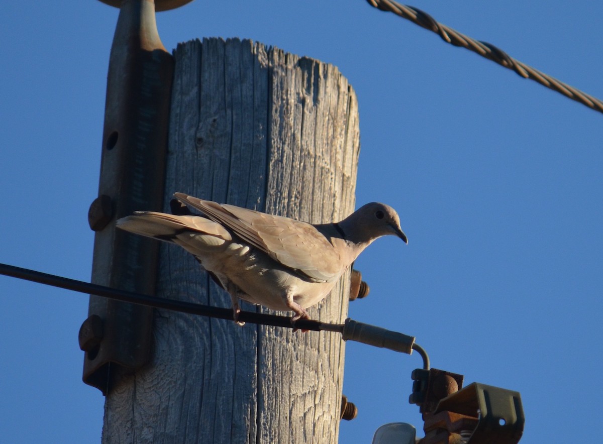 Eurasian Collared-Dove - ML30720651