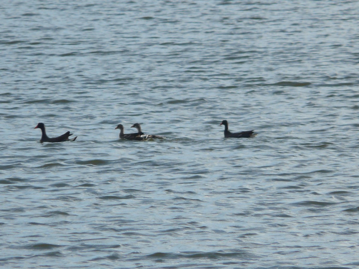 Gallinule d'Amérique - ML30720681