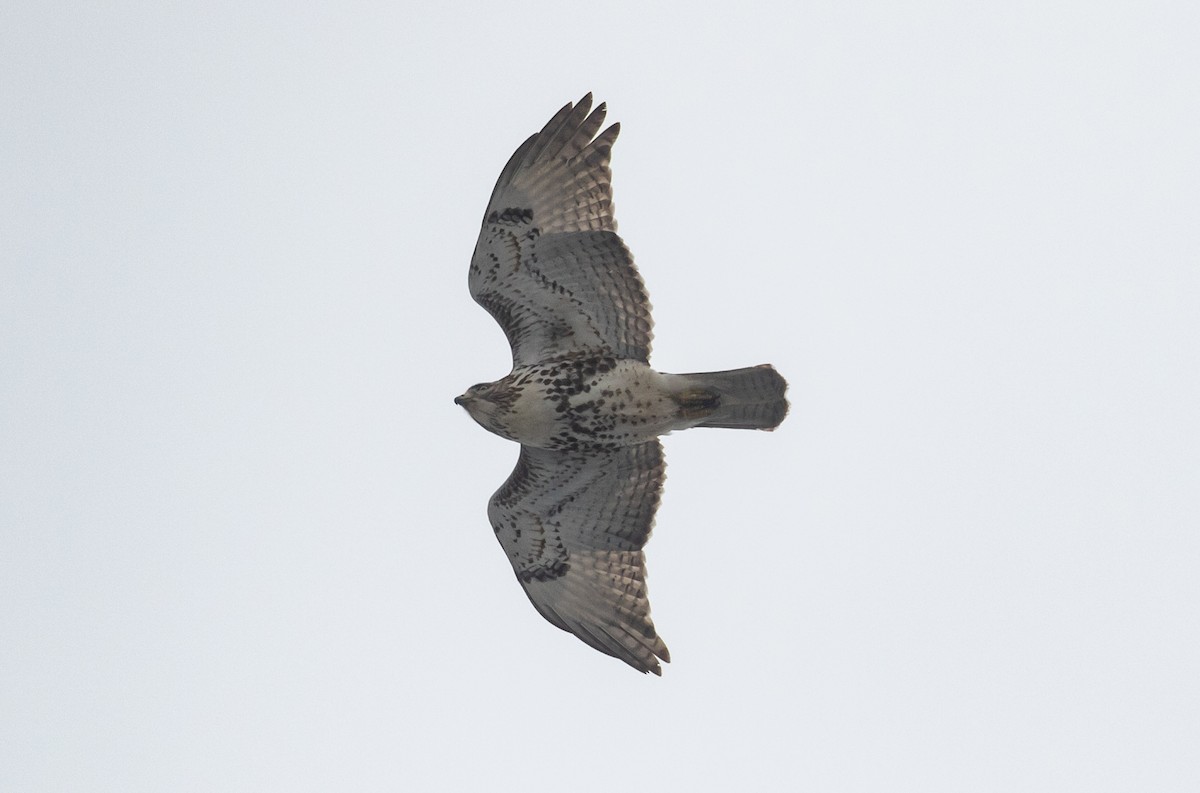 Red-tailed Hawk - ML307208301