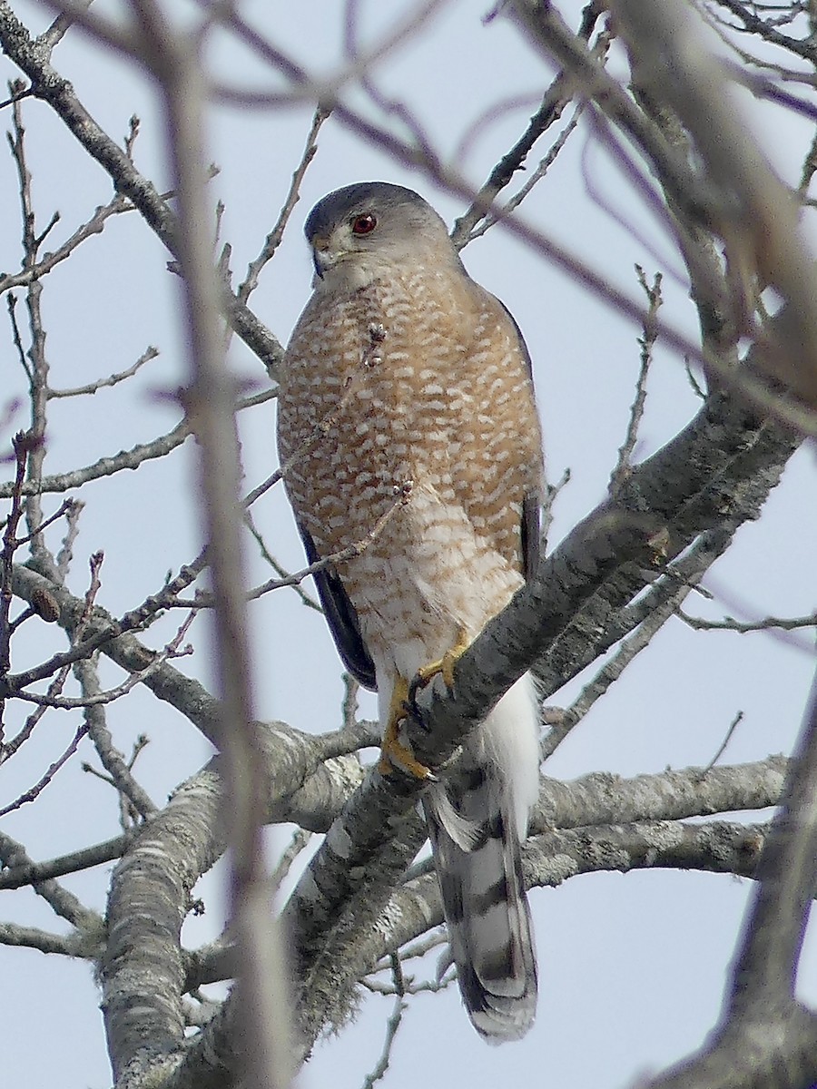 Cooper's Hawk - ML307209661