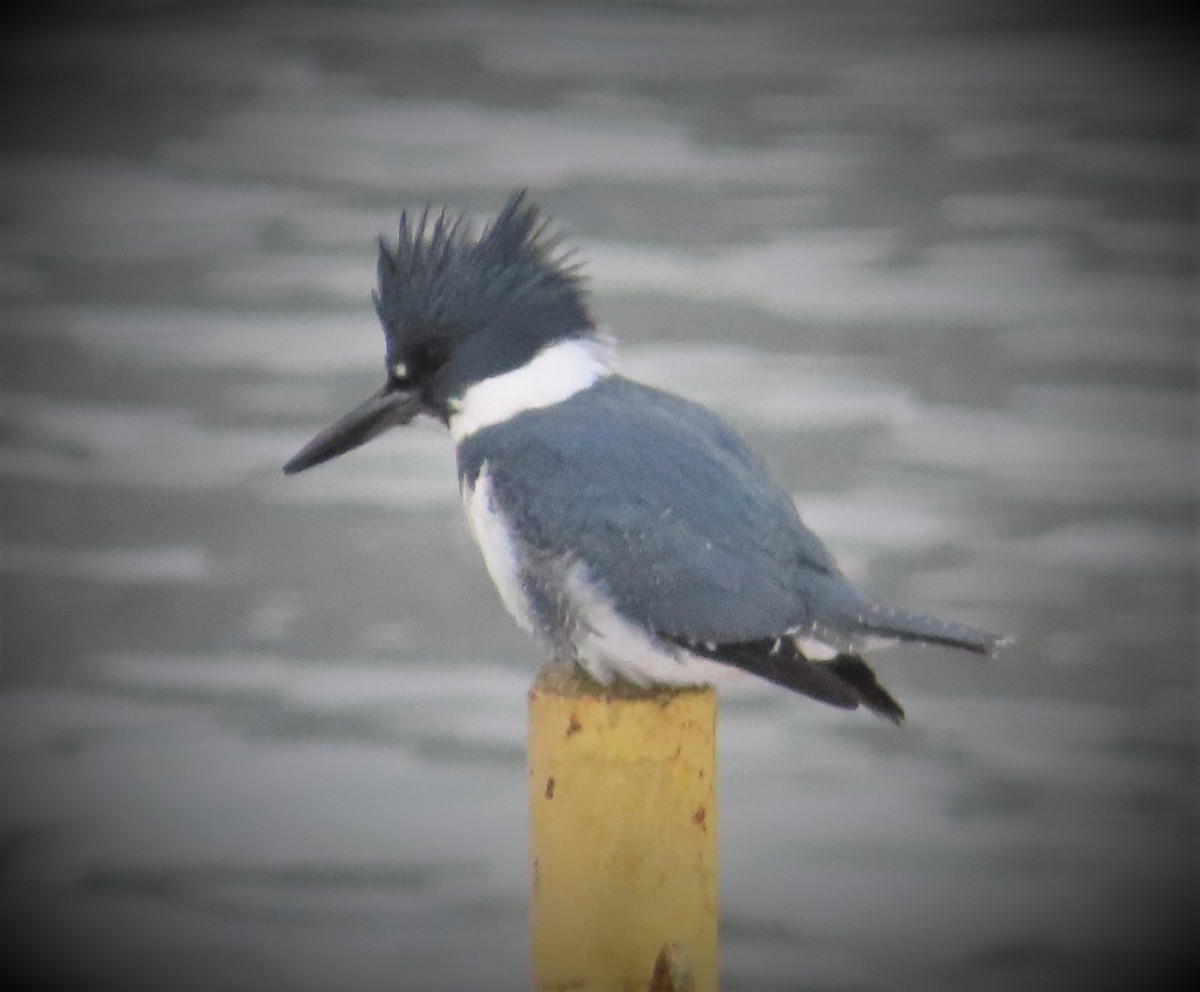 Belted Kingfisher - ML307210581