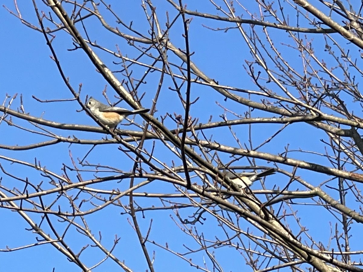 Tufted Titmouse - ML307211791