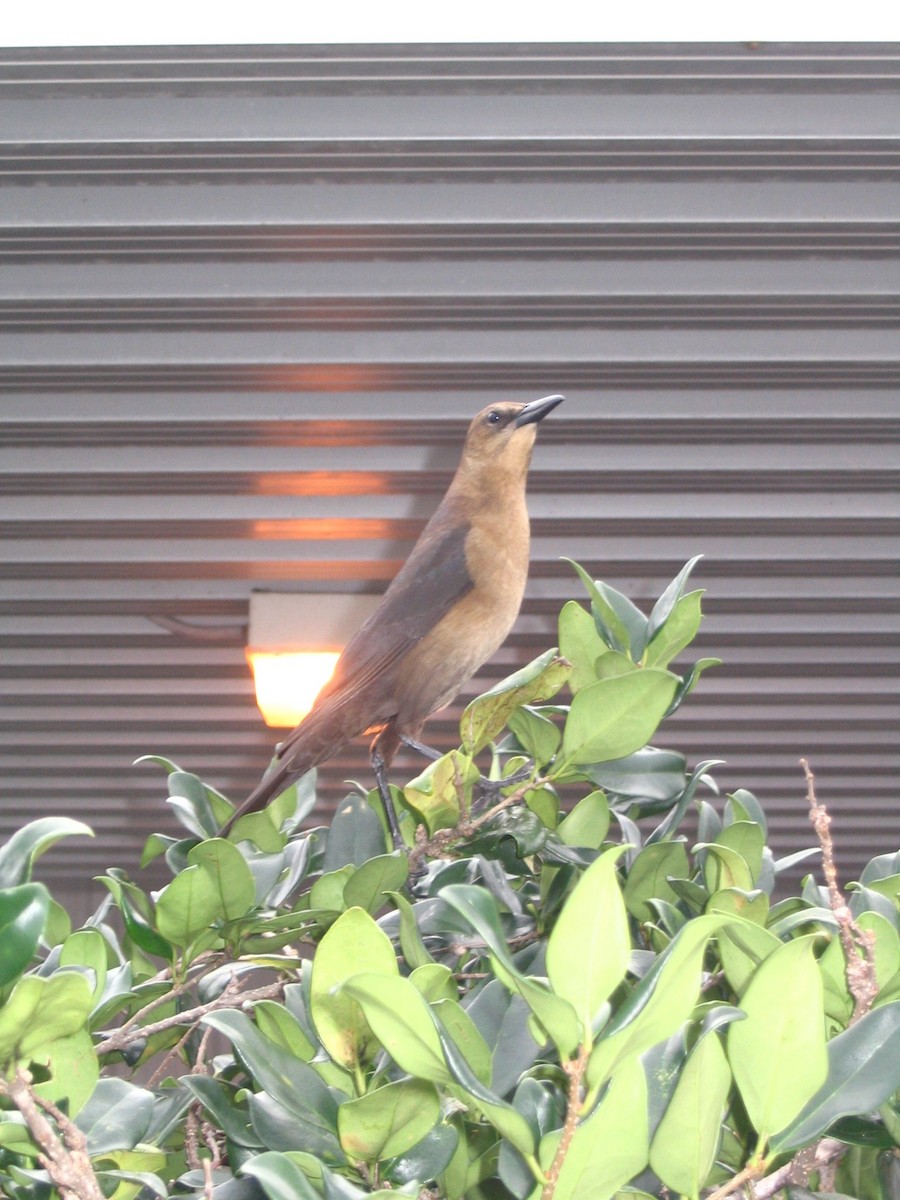 Boat-tailed Grackle - Jared Evans