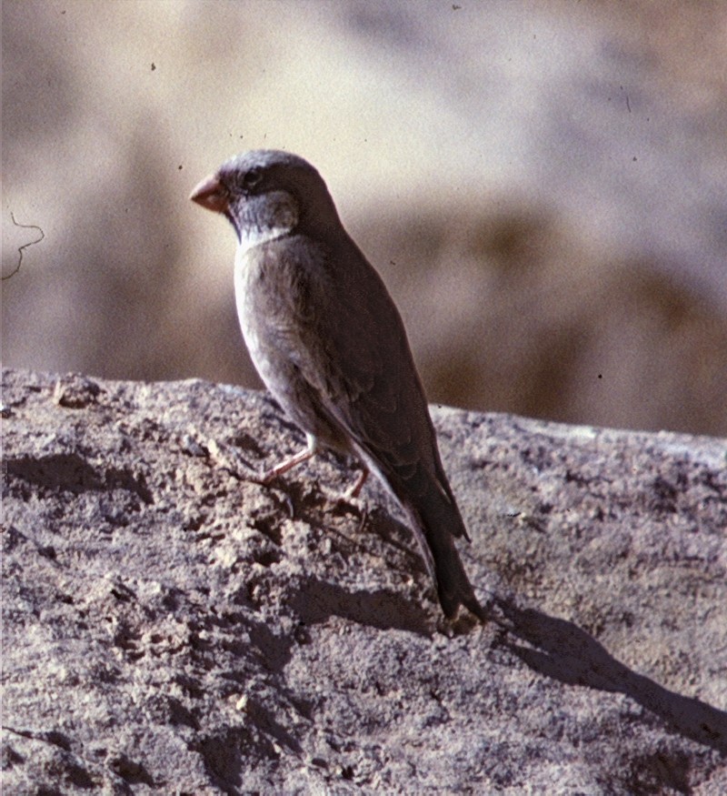 Trumpeter Finch - ML30721231