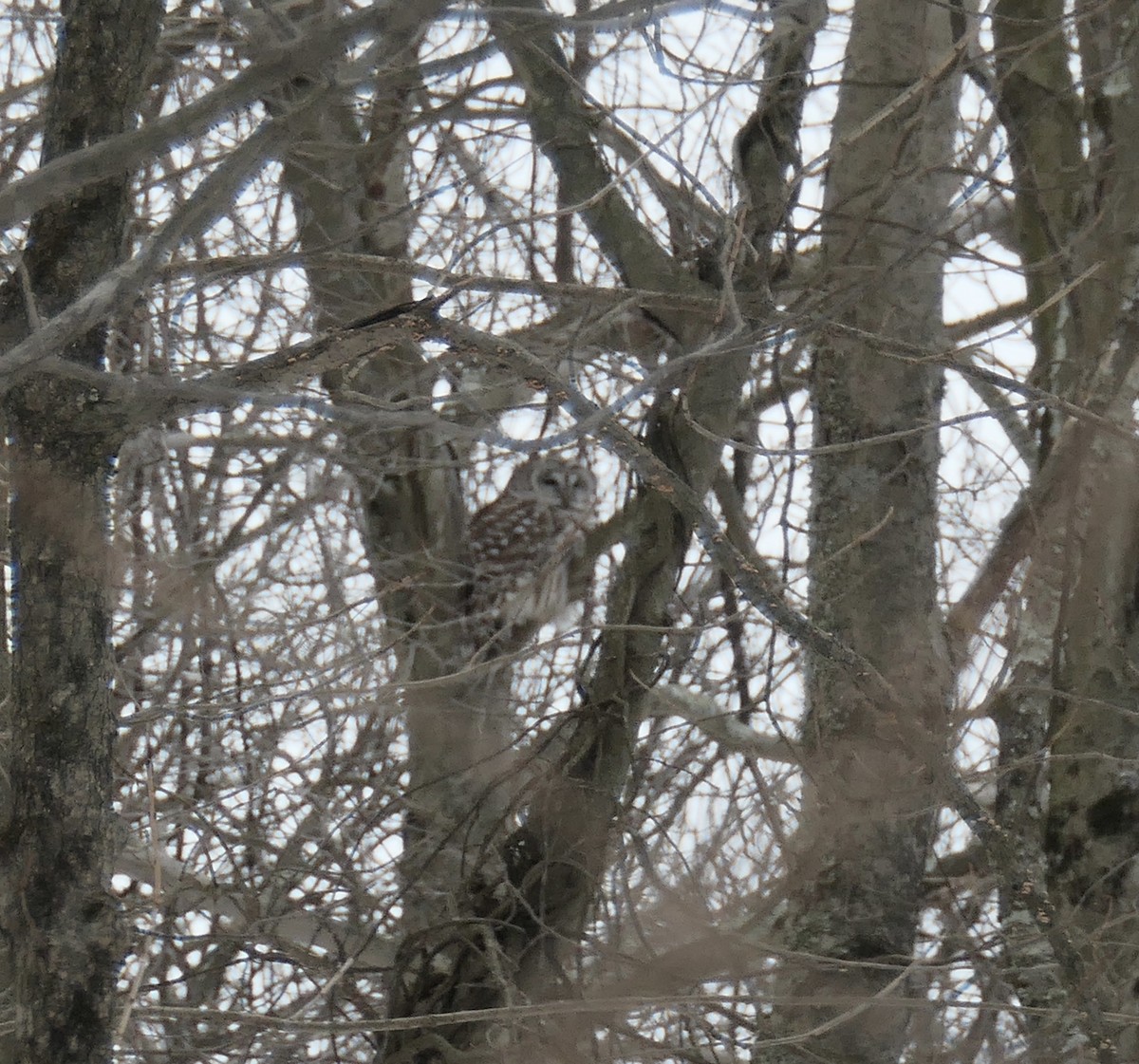 Barred Owl - ML307212551