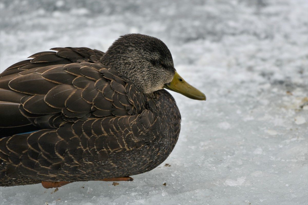 American Black Duck - ML307212611