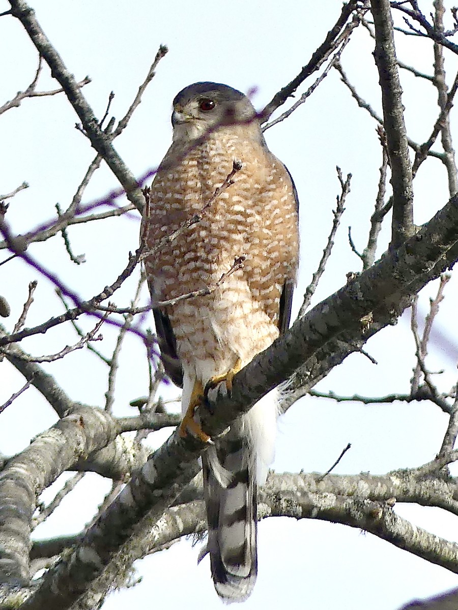 Cooper's Hawk - ML307213341