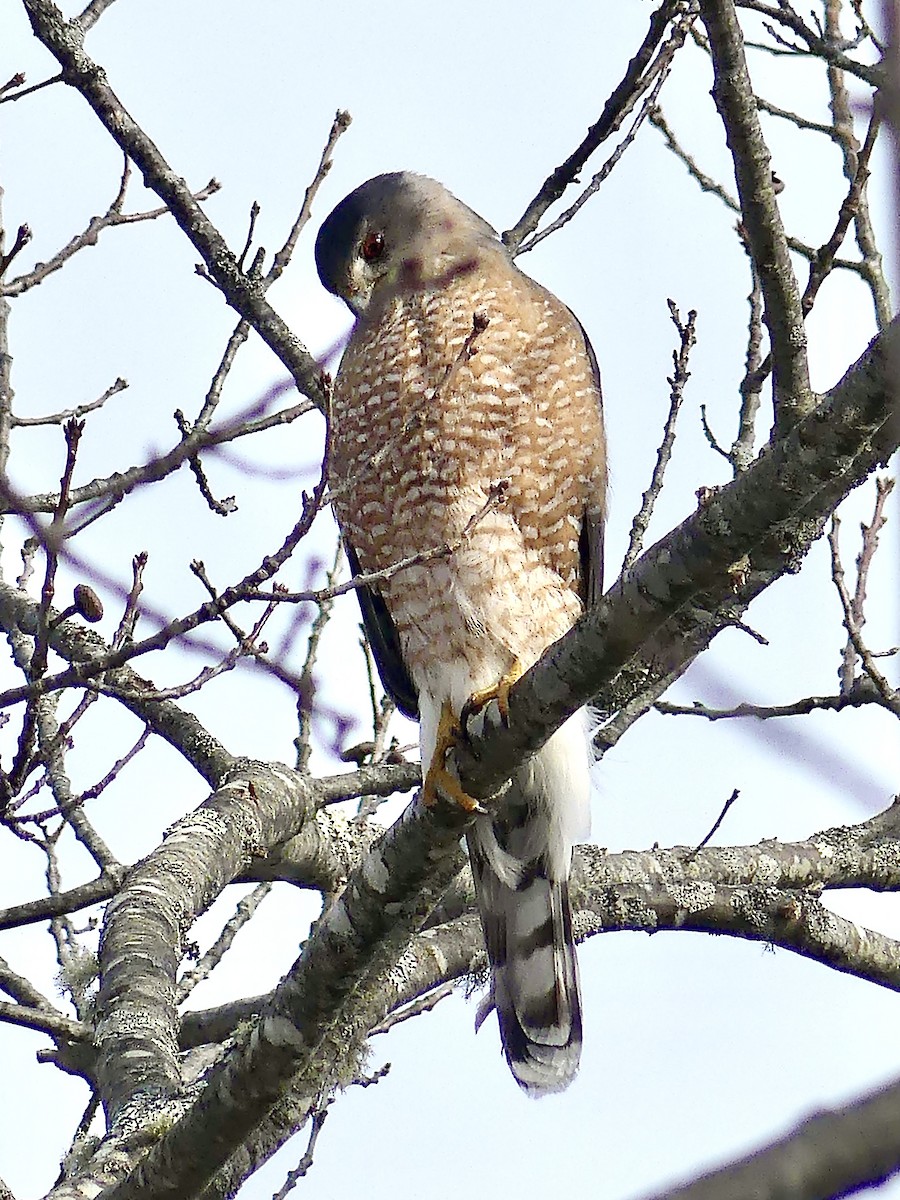 Cooper's Hawk - ML307213371