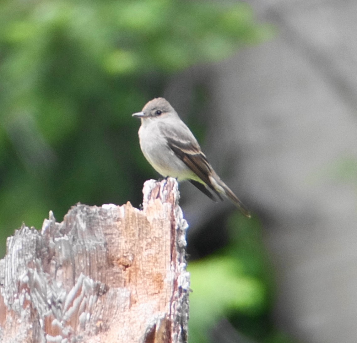 Western Wood-Pewee - ML30721371