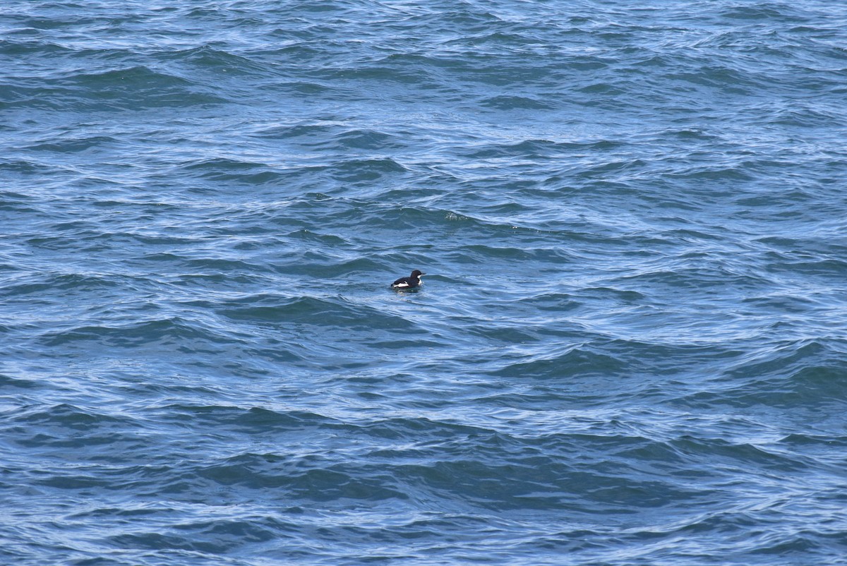 Thick-billed Murre - ML307213931