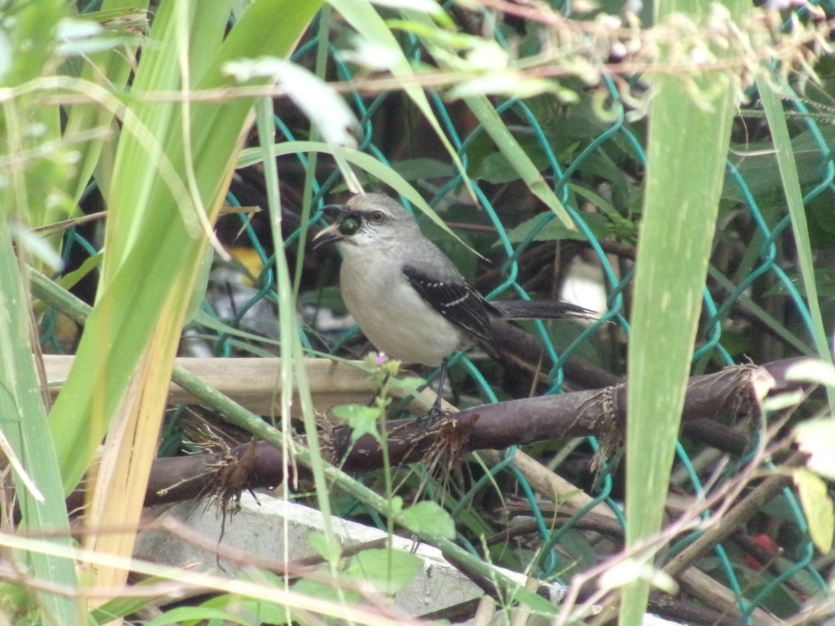 Tropical Mockingbird - ML307215121