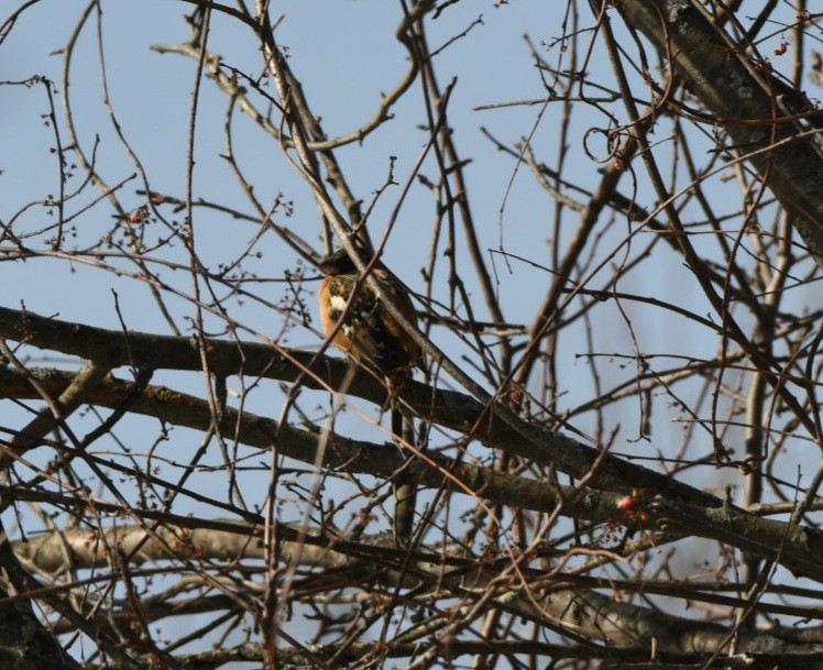 Black-headed Grosbeak - ML307216451