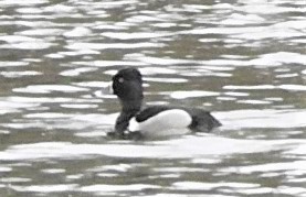 Ring-necked Duck - ML307217271