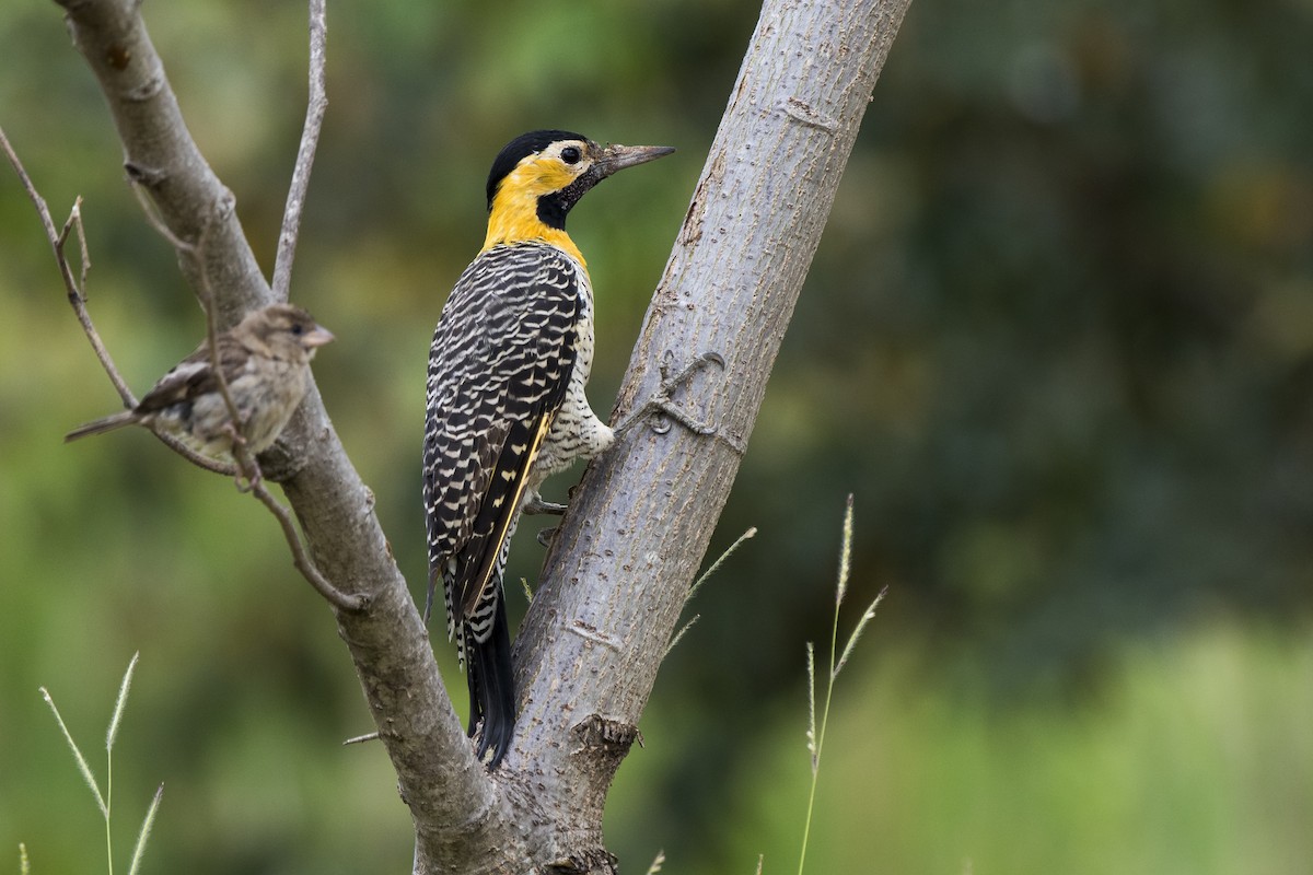 Carpintero Campestre - ML307218211