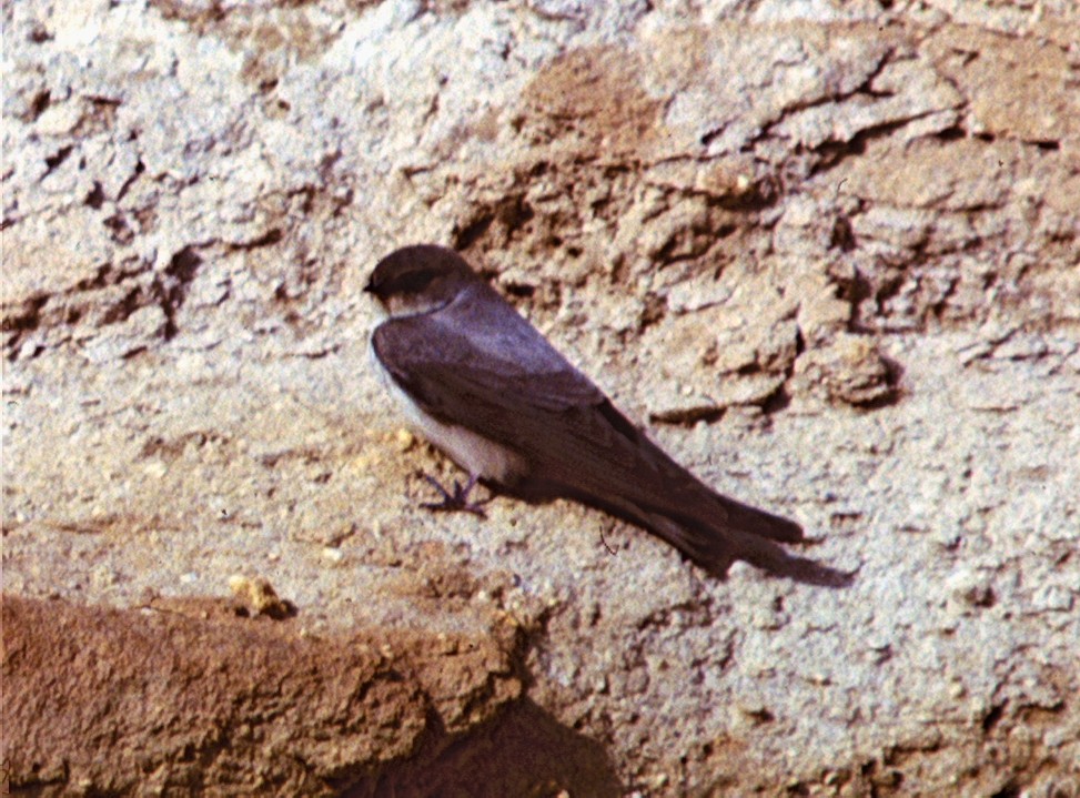 Rock Martin (Pale Crag-Martin) - ML30721851