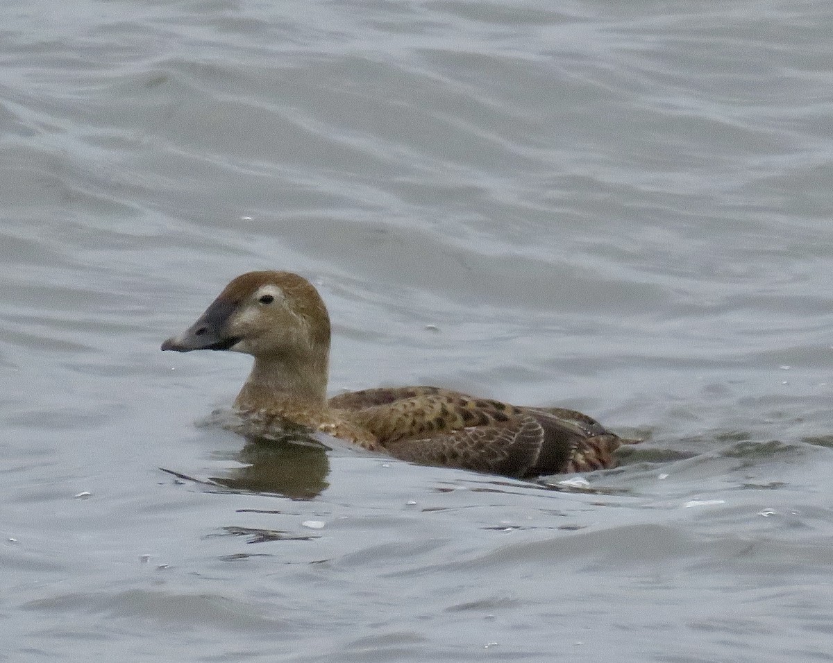 King Eider - ML307219231