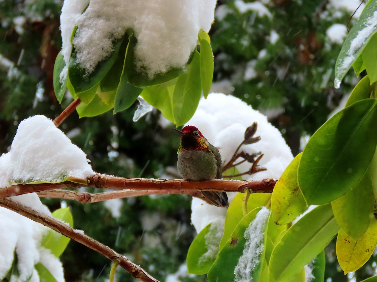 Anna's Hummingbird - ML307220031