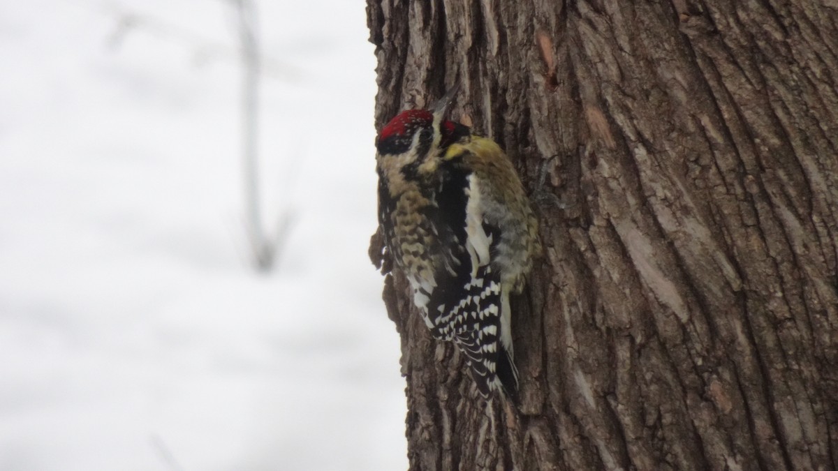 Yellow-bellied Sapsucker - ML307221031